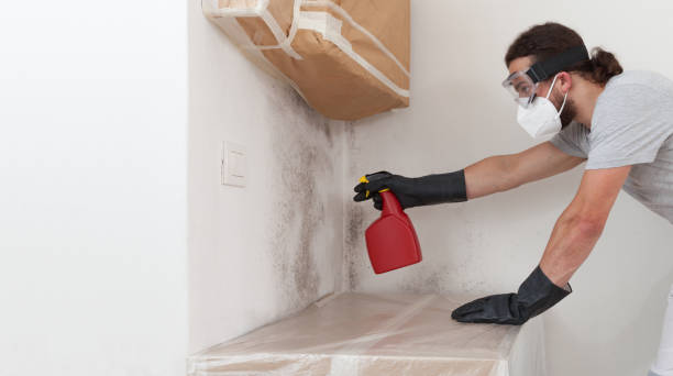 Professional Attic Mold Removal technician working in Lewisville, TX