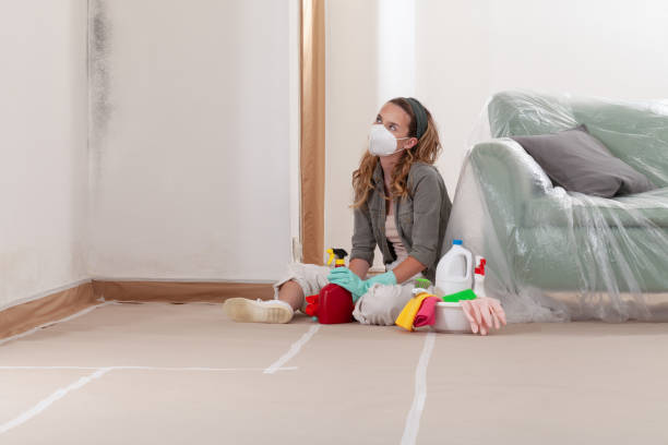 Reliable Basement Mold Removal contractor in Lewisville, TX by Cheap Mold Removal