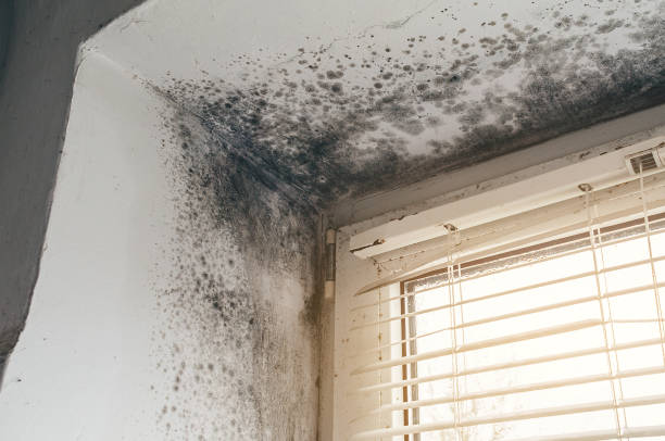 Affordable Basement Mold Removal solutions in Lewisville, TX